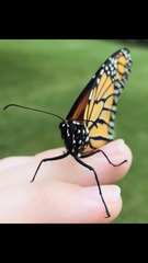 Danaus plexippus