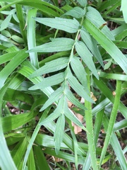 Valeriana officinalis sambucifolia