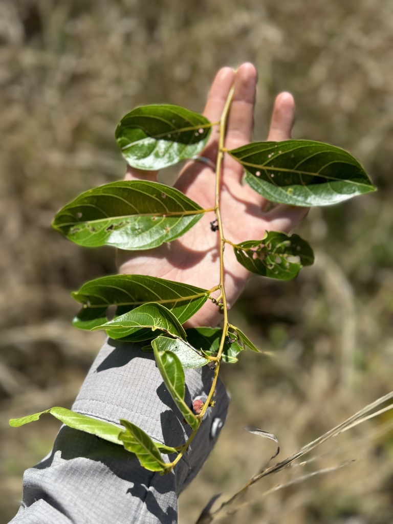 Cheese Tree in September 2024 by ecologycaitlin · iNaturalist