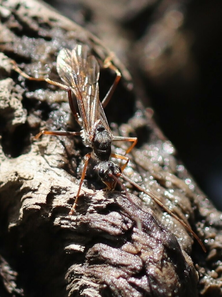 Ants, Bees, Wasps, and Sawflies from Berowra Waters NSW 2082, Australia ...