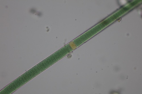 Scytonema crispum observed 2024-09-28