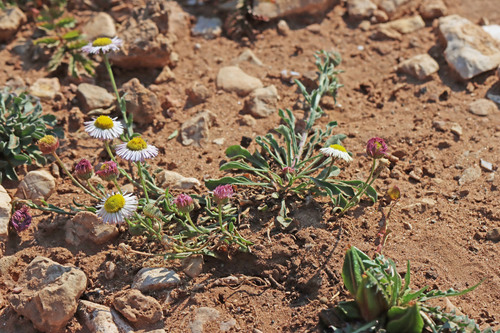 Erigeron sionis var. sionis