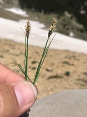 Carex rupestris