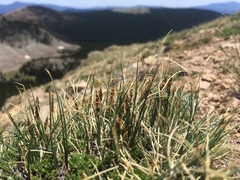 Carex rupestris