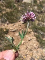 Trifolium attenuatum
