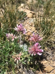 Trifolium attenuatum