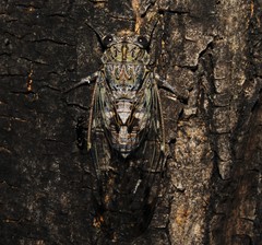 Cicada orni