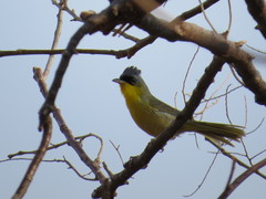 Geothlypis poliocephala