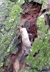 Plebeia droryana