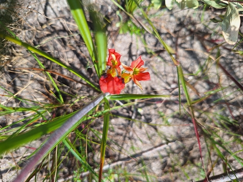 Image of Babiana ringens by (c) Adele SL, some rights reserved (CC BY)