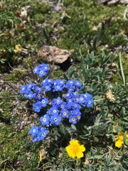 Eritrichium argenteum