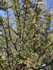 Vachellia grandicornuta
