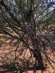 Vachellia grandicornuta