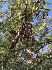 Vachellia grandicornuta