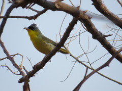 Geothlypis poliocephala