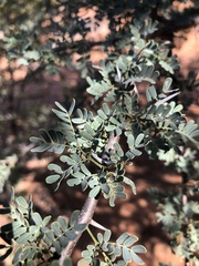 Vachellia grandicornuta