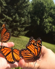 Danaus plexippus