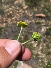 Cymopterus bakeri