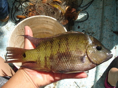 Cincelichthys pearsei