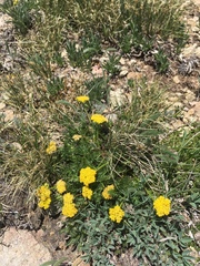 Cymopterus bakeri
