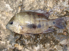 Cincelichthys pearsei