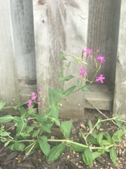 Atocion armeria