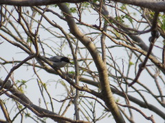 Polioptila albiloris