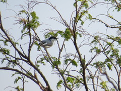 Polioptila albiloris