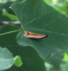 Dichomeris heriguronis