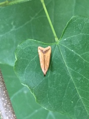 Dichomeris heriguronis