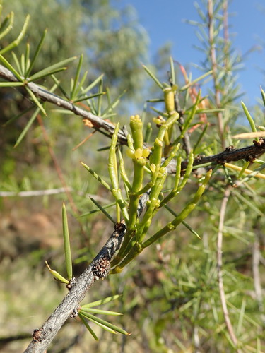 Image of Korthalsella leucothrix by (c) Ruth Palsson, some rights reserved (CC BY-SA)