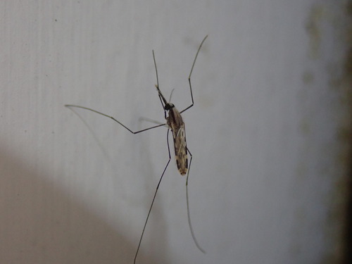 Anopheles pseudopunctipennis photo 5