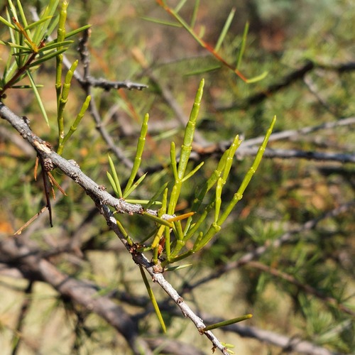 Acacia Jointed Mistletoe (Korthalsella leucothrix)