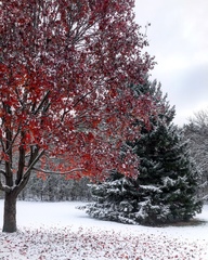 Picea