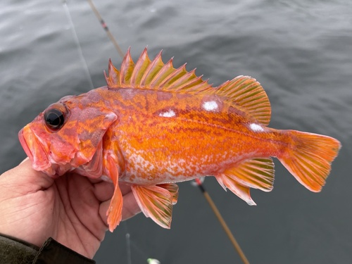 Rockfish (Sebastes rosaceus) — Sebastidae — 3