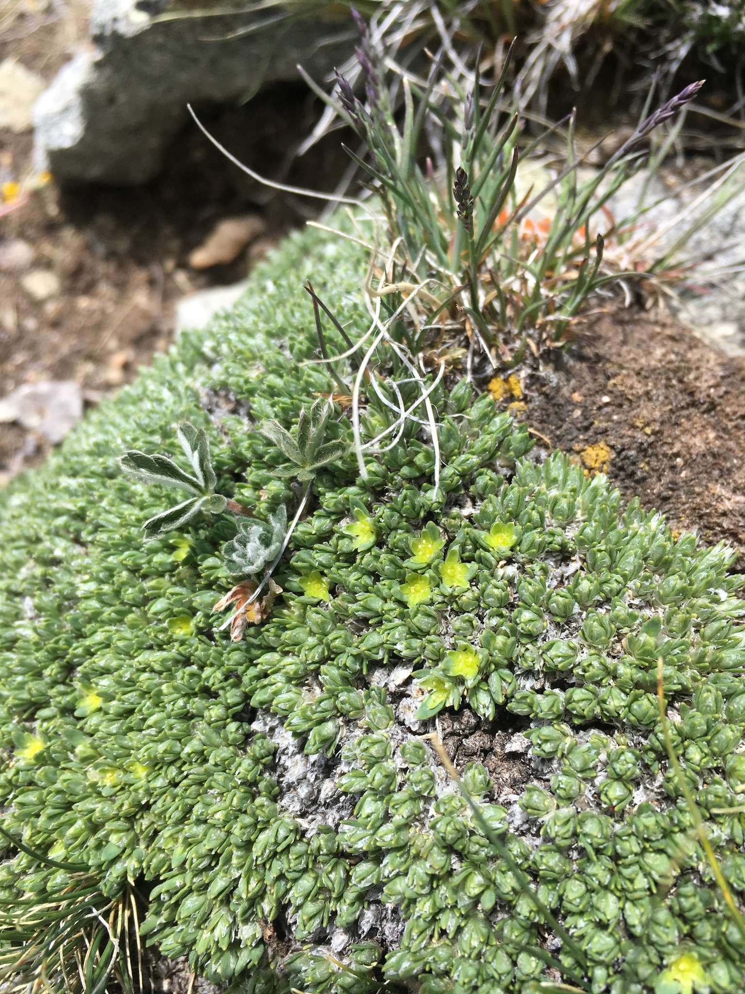 Paronychia pulvinata