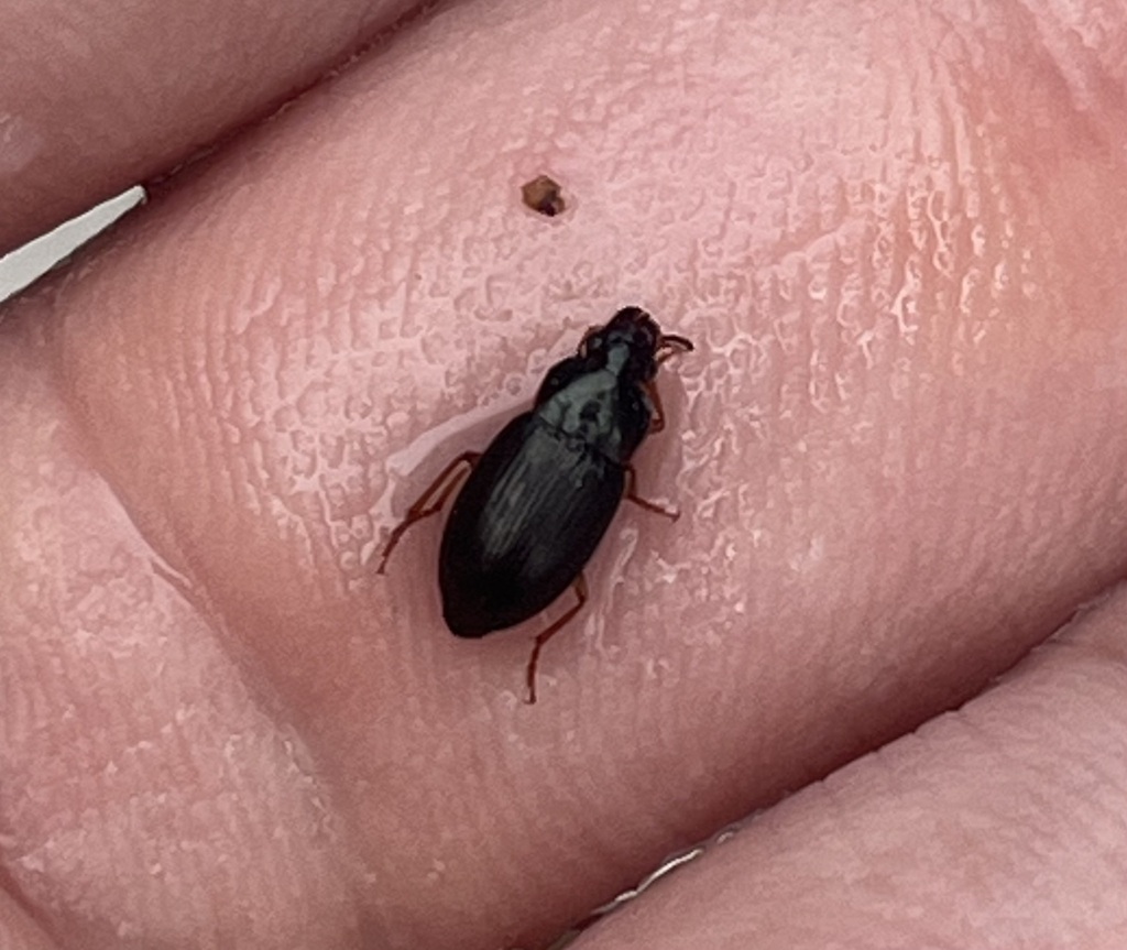 Notiobia sayi