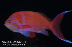 Pseudanthias pleurotaenia