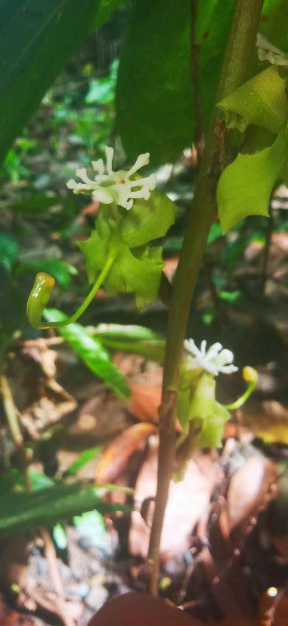 Orchid (Cycnoches egertonianum)