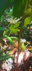 Cycnoches egertonianum