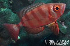 Priacanthus hamrur