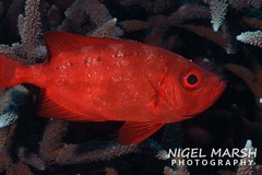 Priacanthus hamrur
