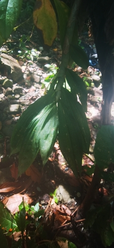 Image of Cycnoches egertonianum by (c) Eduardo Chacón Madrigal, some rights reserved (CC BY)