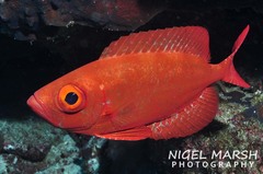 Priacanthus hamrur