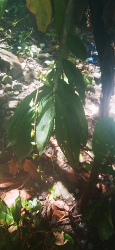 Image of Cycnoches egertonianum by (c) Eduardo Chacón Madrigal, some rights reserved (CC BY)
