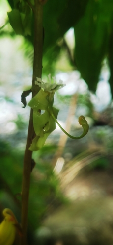 Image of Cycnoches egertonianum by (c) Eduardo Chacón Madrigal, some rights reserved (CC BY)