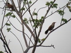 Campylorhynchus chiapensis