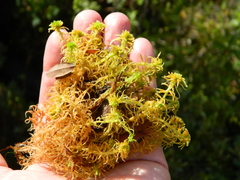 Sphagnum angustifolium