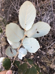 Image of Grewia monticola