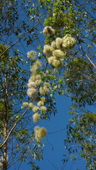 Clematis brasiliana